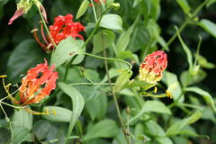 Gloriosa superba